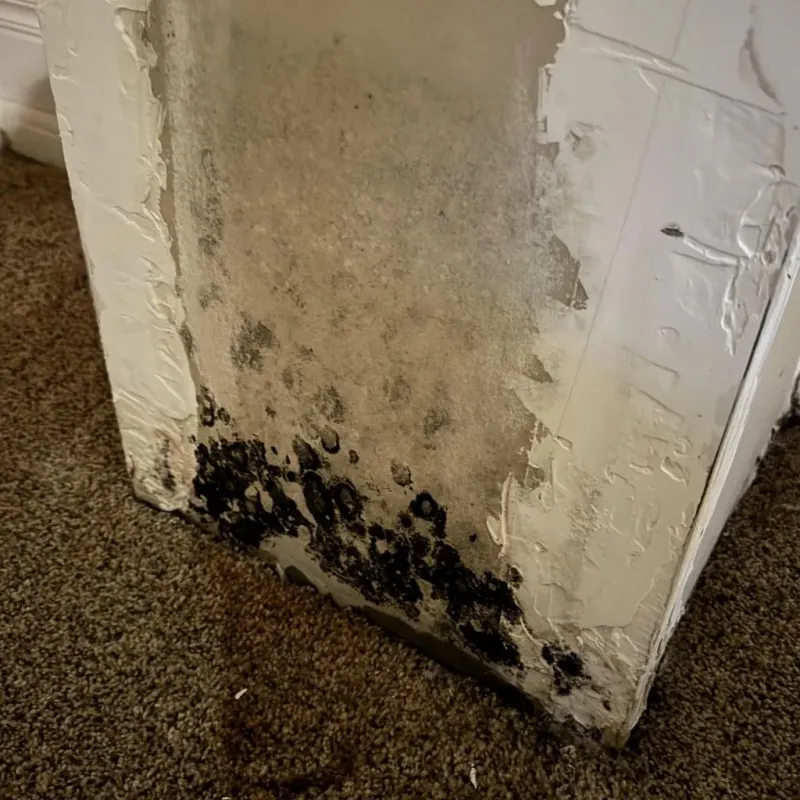Professional Mold Removal in Choccolocco, AL